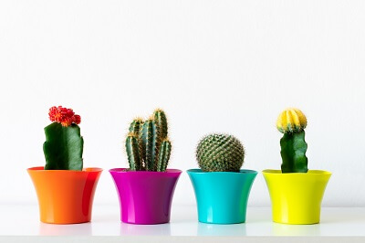 Row of miniature cacti in colorful pots