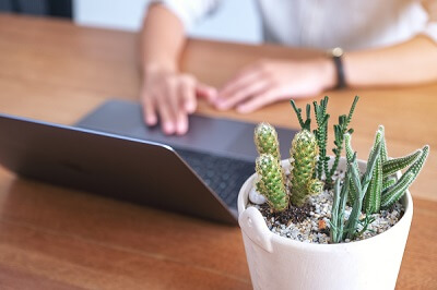 A laptop sits next to a tiny potted succulent.