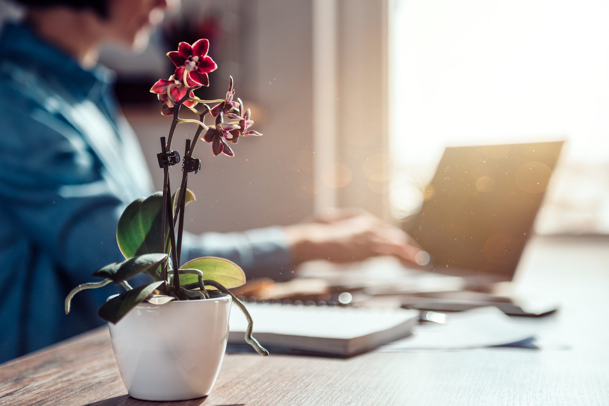 Therapy desk with an orchid flower on it.