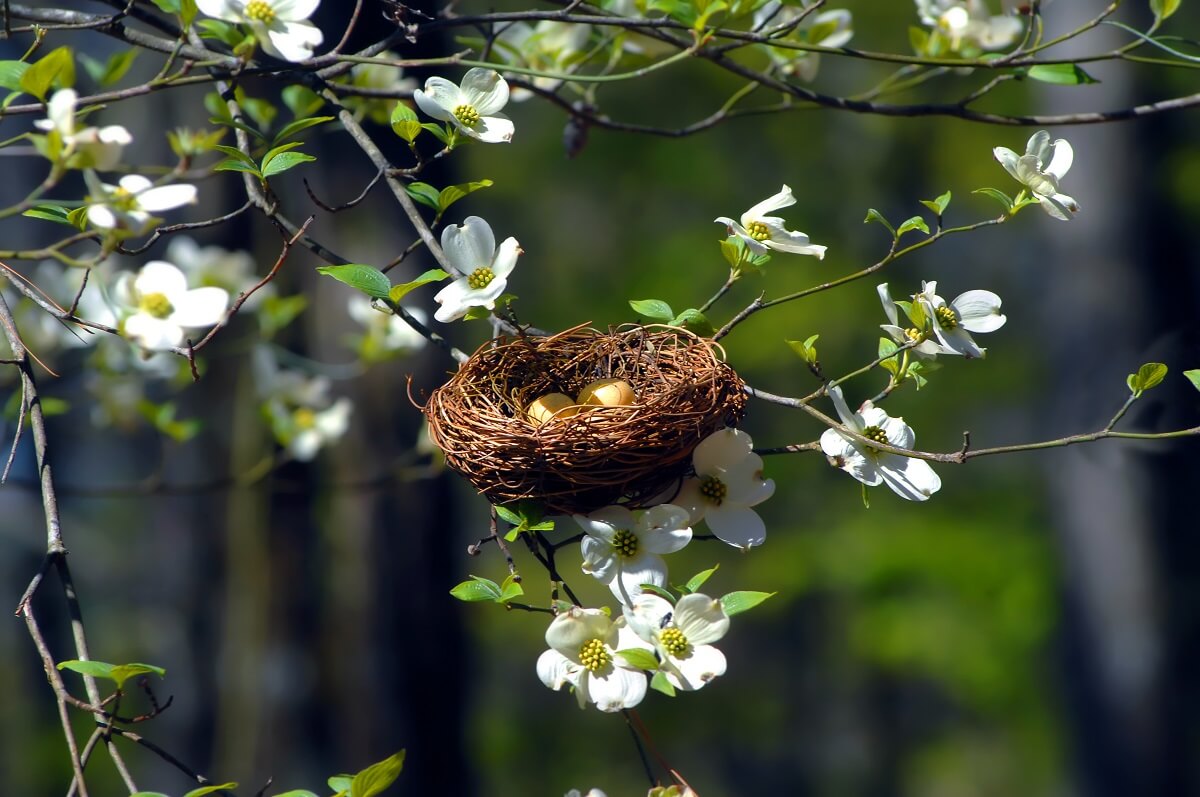 Bird's nest with eggs on some tree branches