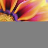 Cynthia A Levy PsyD - licensed clinical psychologist