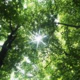 Natalia Rosenbaum Licensed Mental Health Counselor