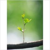 Michelle Cushman Licensed Psychologist, PhD