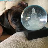 This is Eric, He is sometimes in session looking for inspiration and and providing connection and grounding