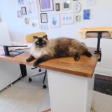 My cat, Maximus, might join us during a session. Don\'t worry, he promises to keep everything confidential!