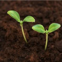 Two tiny plants sprout out of rich soil.