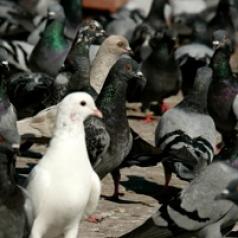 Many black pigeons and one white pigeon