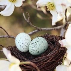 Bird nest with two eggs