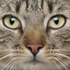 Close up of tabby cat
