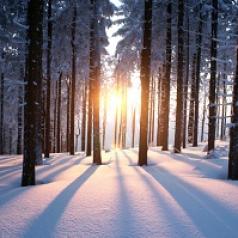 wintry forest landscape