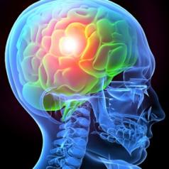 x-ray illustration of human brain