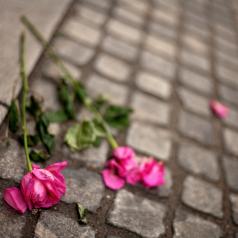 Two dying magenta roses lie in the street, leaves and petals falling off 