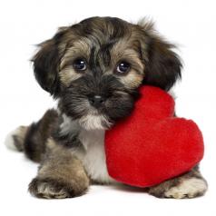  Valentine Havanese puppy dog