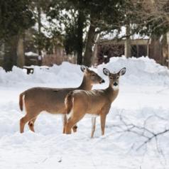 two deer in snowy yard