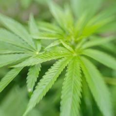 medical marijuana plant leaf