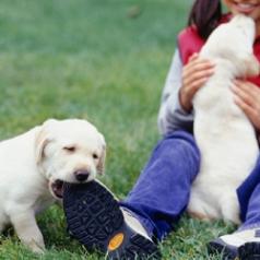 A girl plays with one puppy while another chews her shoe