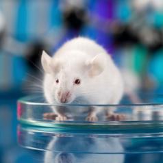 Mouse sitting in petri dish on table