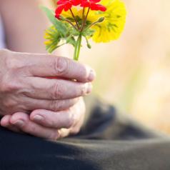 Flowers in the hands of an older person
