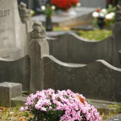 Purple flowers in a graveyard