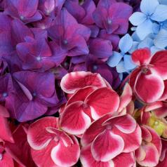 pink, blue, purple hydrangea flowers