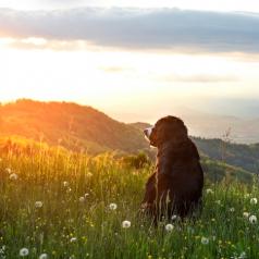 Bernese Mountain Dog in a meadow at sunset mountains in the background.
