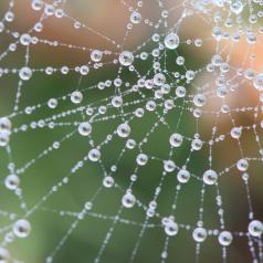 Spiderweb with dew drops clinging to it in front of a blurred bush background