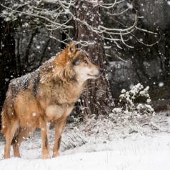 Side view of wolf on snowy hill, ears perked, head high, looking off to right side of photo