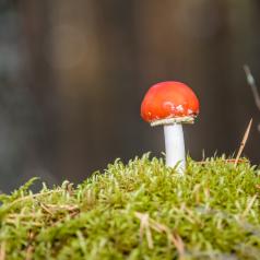 Magic mushroom growing in forest