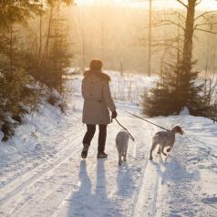 Rear view of person with shoulder-length hair in heavy coat walking two dogs in snow at sunset