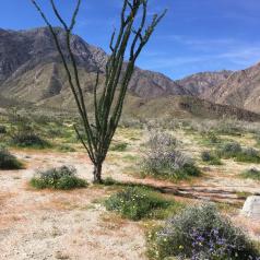 Photo of desert and cactus taken at Anza Bott