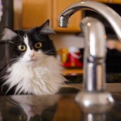 Tuxedo cat sitting on kitchen sink looks up 