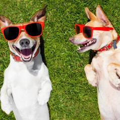 Two dogs wearing sunglasses