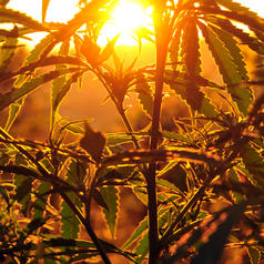 Cannabis plant in the sun