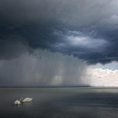 Swans swim calmly on lake as storm approaches