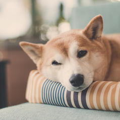 Shiba Inu with eye half closed lying on pillow in living room relaxing