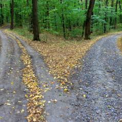 Two roads diverge in forest, one more strewn with fallen leaves