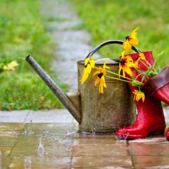 Red rain boots, watering can and flowers in spring garden under the rain