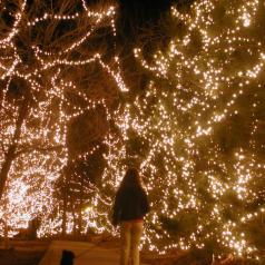 Rear view of person walking dog down path under trees decorated with lights