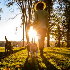 Rear view of person with long curly hair walking dogs through sunlit park