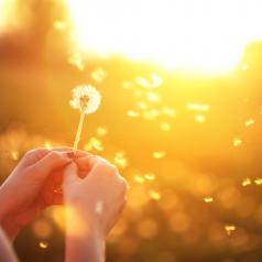 Cropped photo of young person blowing a dandelion. Bright sunset background with golden light