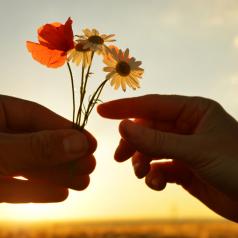 Two outstretched hands shown at sunset. One hand is full of small flowers and other hand reaches to choose one
