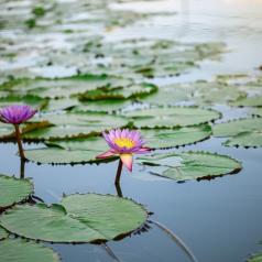 Two purple lotus flowers float with leaves in a pond