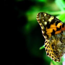 Stephanie Anderson, Licensed Independent Clinical Social Worker, Licensed Clinical Social Worker