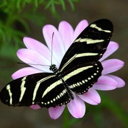 Amanda Volper, Doctor of Psychology