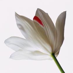 Bre Sieck, Licensed Professional Counselor