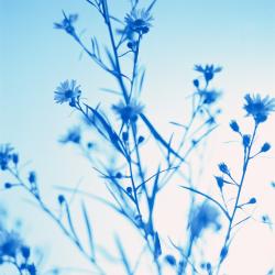 Debra Henri, Mental Health Counselor