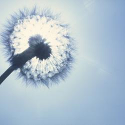 Pamela Tansey, RN, LCSW