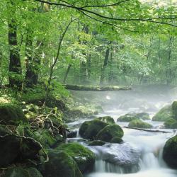 Laurie  Schwartz, M.S, LMHC, SEP, CHT, AEDP