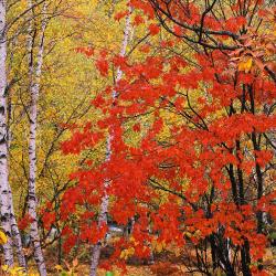 Eda Flores-Miranda, MSW, LCSW