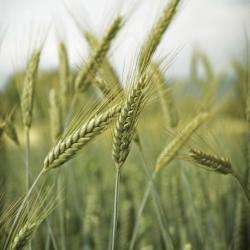 Shannan Sonnicksen, LCSW,MPH